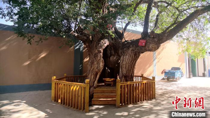 圖為阿河灘地質(zhì)文化村樹(shù)齡高達(dá)800年的空心古榆樹(shù)?！埡ｖ?攝