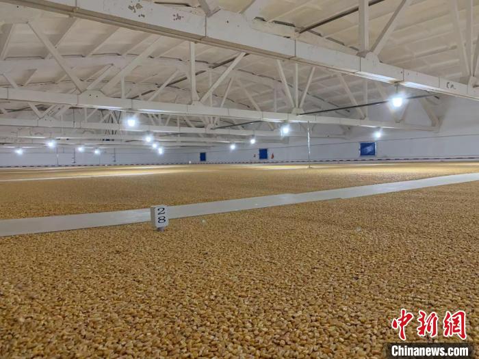 倉內(nèi)清涼干爽、遍地金黃，上千平方米的糧食盡收眼底?！⊥趸萘?攝