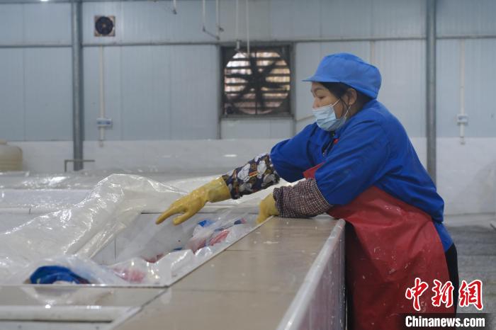 圖為一名工人正在檢查酸筍腌制情況?！⒖÷?攝