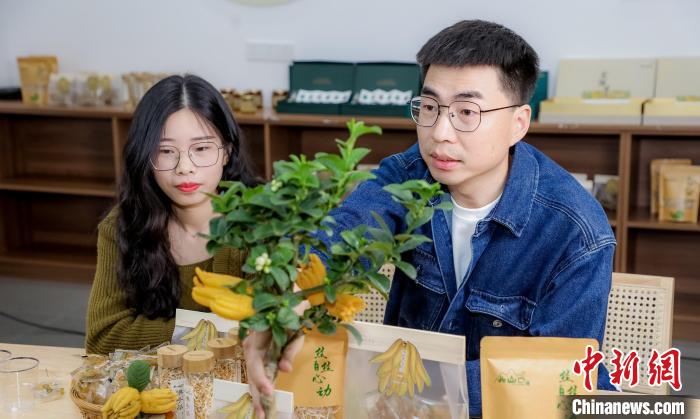 北山口村的佛手電商直播?！≈鬓k方供圖