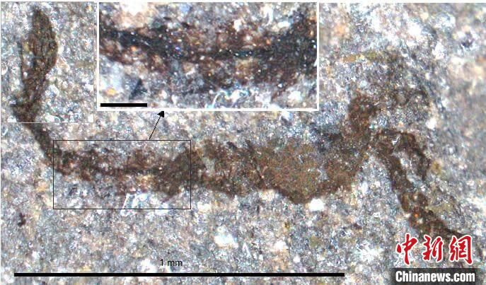 一個(gè)類似于寒武紀(jì)大附肢綱節(jié)肢動物Yohoia的新物種(圖片來自Joe Botting)?！∈┢樟指瘛ぷ匀?供圖