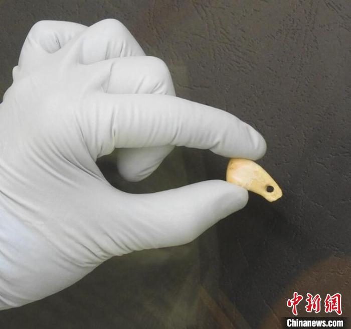 打孔鹿牙墜飾提取DNA后(圖片來(lái)自馬克斯·普朗克演化人類學(xué)研究所)?！∈┢樟指瘛ぷ匀?供圖