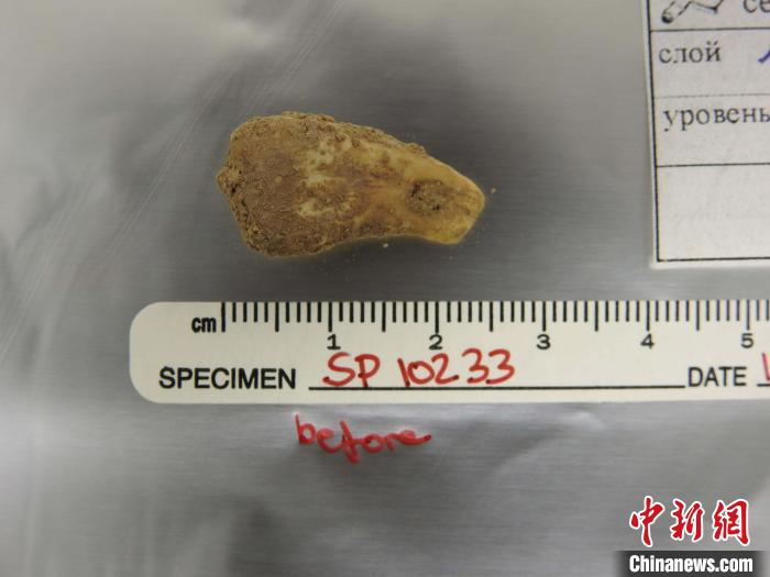 打孔鹿牙墜飾提取DNA前(圖片來(lái)自馬克斯·普朗克演化人類學(xué)研究所)?！∈┢樟指瘛ぷ匀?供圖