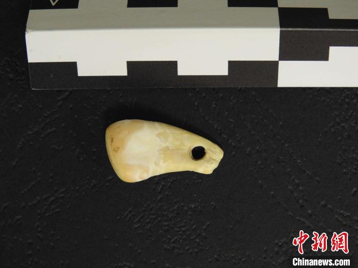 在南西伯利亞丹尼索瓦洞發(fā)現(xiàn)的打孔鹿牙墜飾(圖片來(lái)自馬克斯·普朗克演化人類學(xué)研究所)?！∈┢樟指瘛ぷ匀?供圖