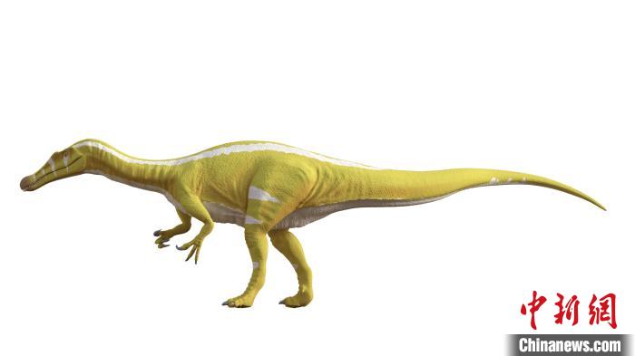 棘龍類新物種Protathlitis cinctorrensis(圖源Grup Guix)。　施普林格·自然 供圖