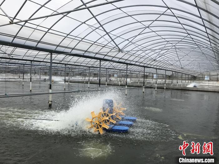 南美白對蝦養(yǎng)殖基地?！∠笊轿r蟹科技小院供圖