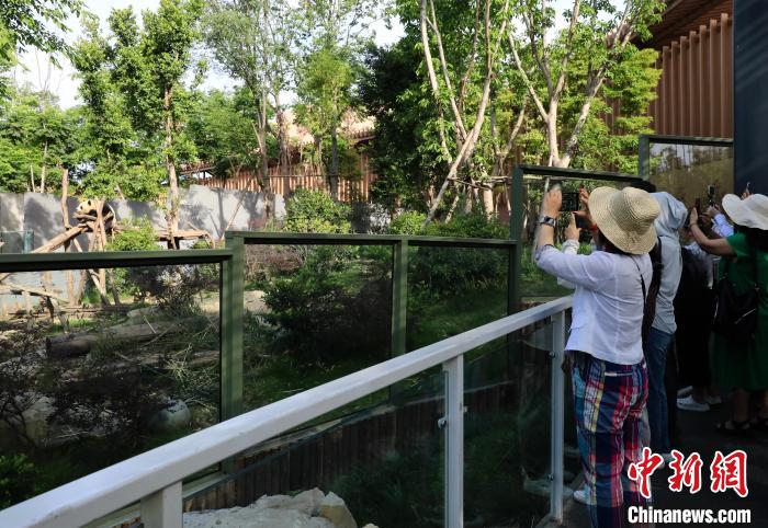 海外華文媒體近距離參觀大熊貓，探尋大熊貓的“大運情緣”?！⊥趵?攝