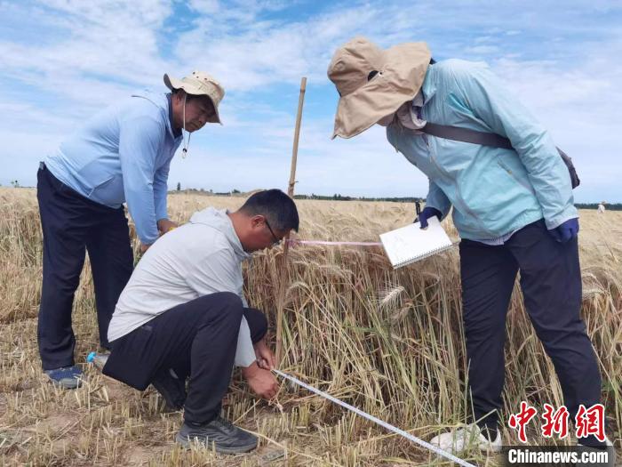 去年新疆冬小麥高產(chǎn)紀(jì)錄是863.8公斤。　薛瑋 攝