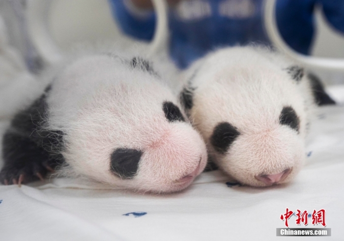 當?shù)貢r間8月7日，韓國三星愛寶樂園公布雌性雙胞胎大熊貓幼崽(左為姐姐，右為妹妹)于6日拍攝的滿月照。愛寶樂園 供圖