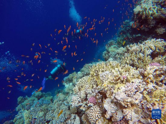  10月2日，人們?cè)诎＜拔髂伟雿u達(dá)哈布藍(lán)洞內(nèi)的珊瑚旁深潛。新華社記者 隋先凱 攝