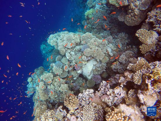  這是10月2日在埃及西奈半島達(dá)哈布藍(lán)洞內(nèi)拍攝的珊瑚和魚類。新華社記者 隋先凱 攝