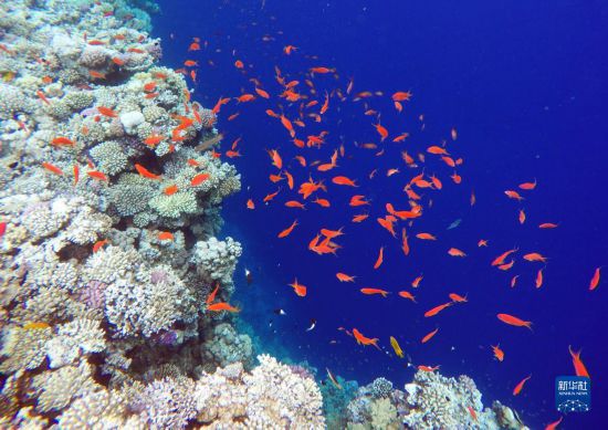  這是10月2日在埃及西奈半島達(dá)哈布藍(lán)洞內(nèi)拍攝的珊瑚和魚類。新華社記者 隋先凱 攝