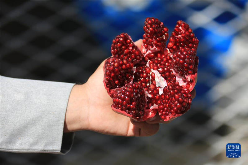 11月10日，在阿富汗首都喀布爾，商販展示產(chǎn)自阿富汗南部坎大哈省的石榴。新華社發(fā)（塞夫拉赫曼·薩菲攝）