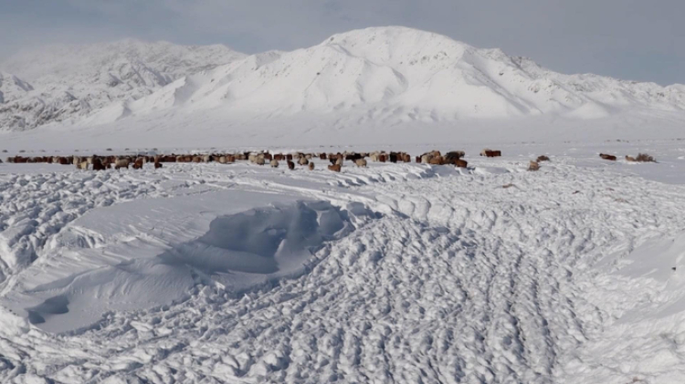 蒙古國近日發(fā)生雪災(zāi)。圖片來源：蒙政府網(wǎng)站