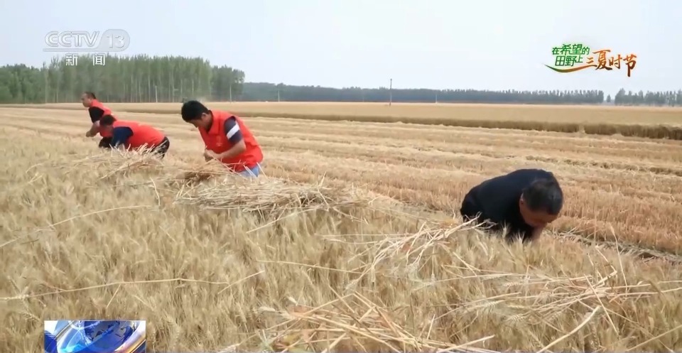 “三夏”生產(chǎn)思維導圖安排上了！還有政府大院等你來“曬”
