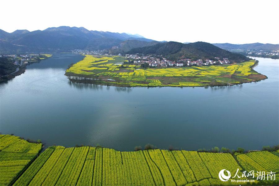 春江水暖，油菜花開。人民網(wǎng) 李芳森攝