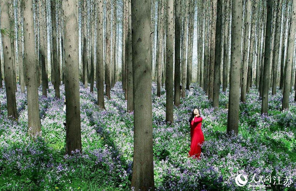 大地好像鋪上了夢幻般的地毯，分外迷人。陳義寶攝