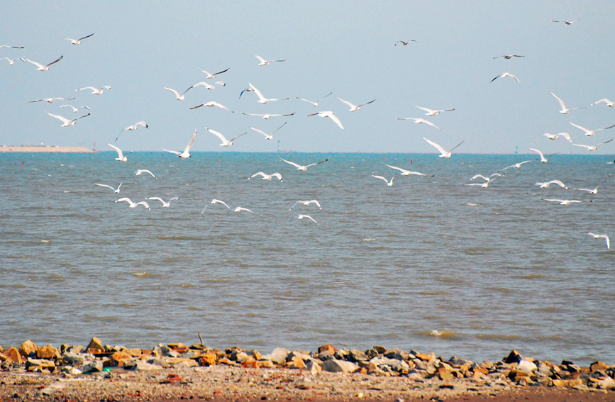 “鳥中大熊貓”遺鷗飛抵濱城。戈榮喜攝