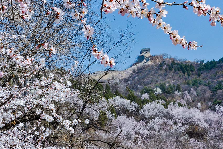 眼下，八達嶺長城內(nèi)外春花爭艷。陸軍攝