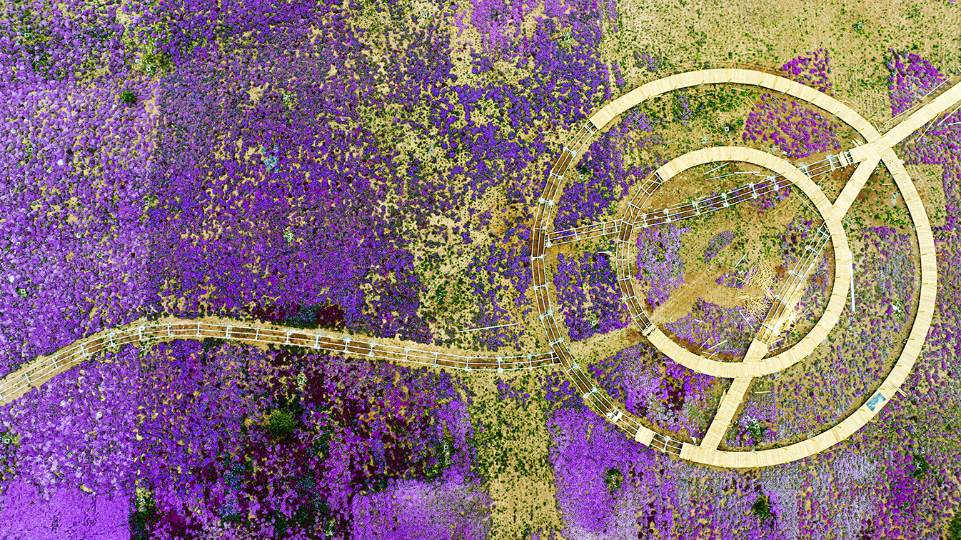 邯鄲市復(fù)興區(qū)德豐生態(tài)園的300畝芝櫻花進(jìn)入最佳觀賞期。放眼望去，五彩音符和豎琴造型下的芝櫻花恰似披上了一層色彩斑斕的錦緞，蔚為壯觀。聶長青攝