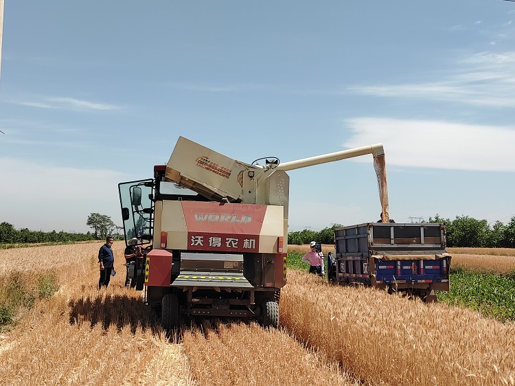 臨汾市堯都區(qū)賈得鄉(xiāng)大王村麥?zhǔn)宅F(xiàn)場。劉婷婷攝