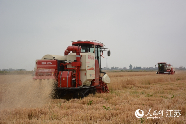 5月下旬，勝利圩高標(biāo)準(zhǔn)農(nóng)田內(nèi)，大型收割機(jī)作業(yè)。韋東寧攝