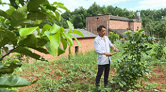 泉塘村村民正在修剪柚子樹樹枝。單位供圖