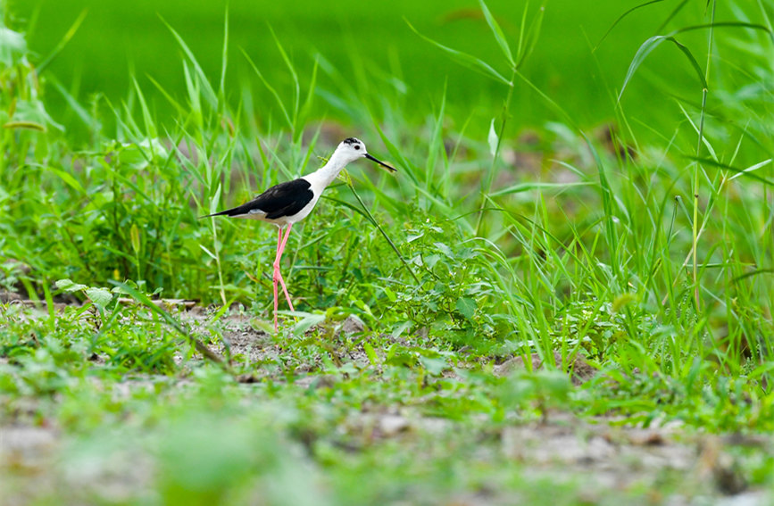 生態(tài)綠屏修復(fù)完成，吸引眾多野生動物在此棲息繁衍。翟鑫彬攝