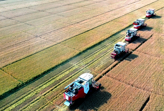 今年6月，河北省衡水市阜城縣碼頭鎮(zhèn)戈家墳村的麥田里，大型聯(lián)合收割機(jī)“組團(tuán)”作業(yè)。 苗鳳強(qiáng)攝