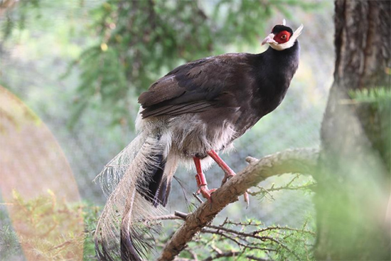 小五臺山國家級自然保護區(qū)繁育基地中的褐馬雞。姚偉強攝