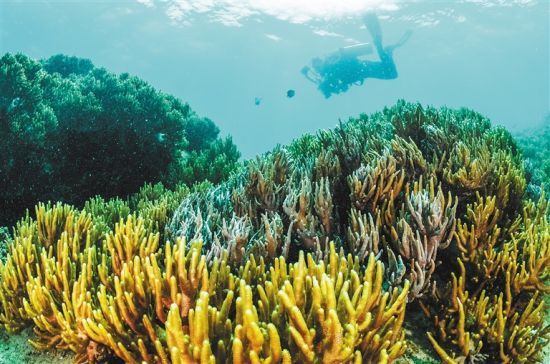 在三亞蜈支洲島附近海域，游客在體驗(yàn)海底美景。 本報(bào)記者 武威 通訊員 韋尚婷 攝