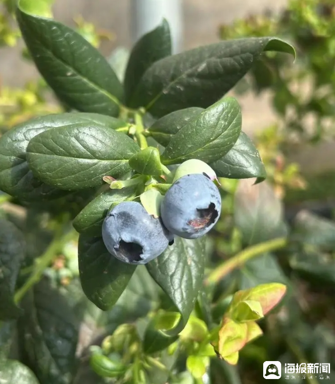 西瓜、藍(lán)莓、草莓上高原！山東濰坊援藏組因地制宜打造特色蔬菜發(fā)展中心