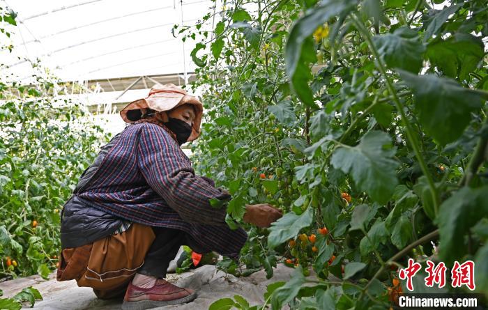 圖為巴珍在地里勞作?！≮w朗 攝