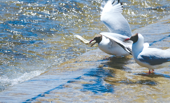 湟魚(yú)盛宴。