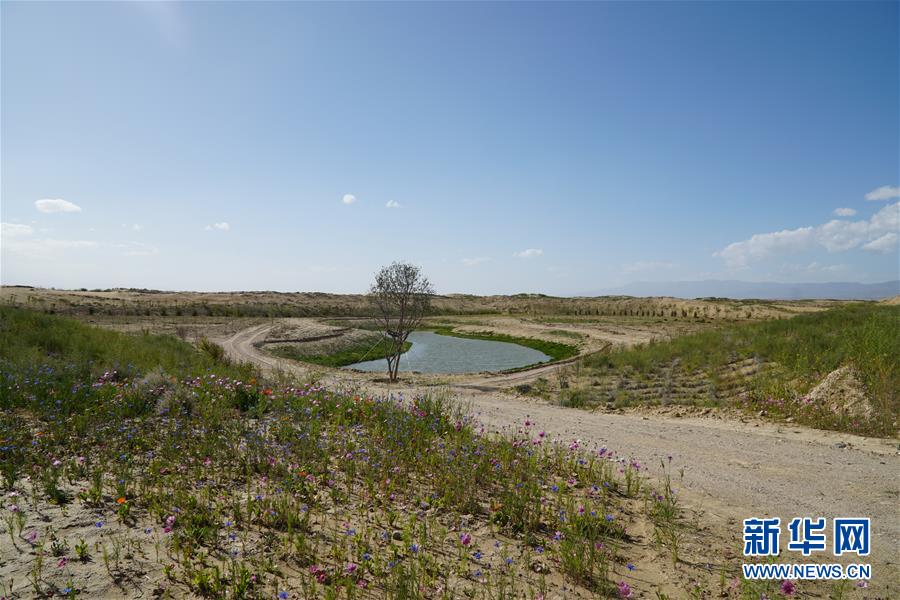 （決戰(zhàn)決勝脫貧攻堅(jiān)·圖文互動(dòng)）（4）高原鄉(xiāng)鎮(zhèn)沙珠玉 治沙斗貧成“綠?！薄嗪Ｊ」埠涂h沙珠玉鄉(xiāng)采訪見(jiàn)聞