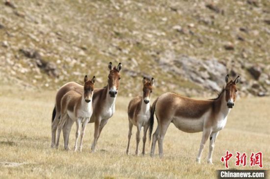圖為三江源國(guó)家公園資料圖。三江源國(guó)家公園管理局供圖 　　