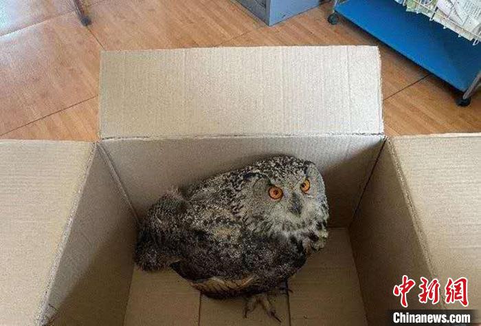 圖為青海省西寧市大通縣公安局森林警察大隊(duì)民警救助的國(guó)家二級(jí)保護(hù)野生動(dòng)物——雕鸮?！∏嗪Ｊ」矎d森林警察總隊(duì)供圖 攝