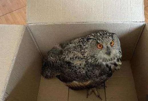 圖為青海省西寧市大通縣公安局森林警察大隊(duì)民警救助的國(guó)家二級(jí)保護(hù)野生動(dòng)物——雕鸮?！∏嗪Ｊ」矎d森林警察總隊(duì)供圖 攝