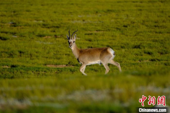 圖為西藏納木錯(cuò)湖邊的藏原羚休閑覓食?！〗w波 攝