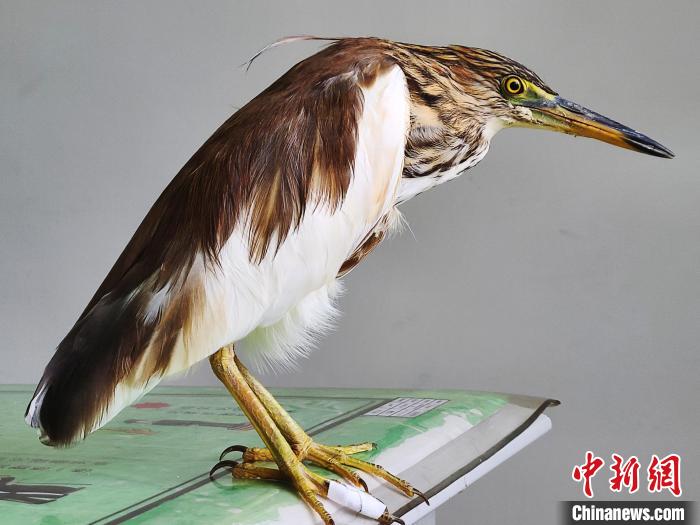 圖為被救助的國家一級重點(diǎn)保護(hù)動(dòng)物池鷺?！×鴿商?攝