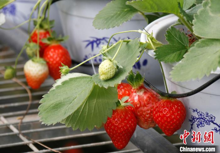 青?;ブ捍蛟烊珖畲蟾咴葺N苗繁育中心