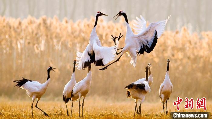 江蘇鹽城黃海濕地上的丹頂鶴?！←}城市委宣傳部供圖