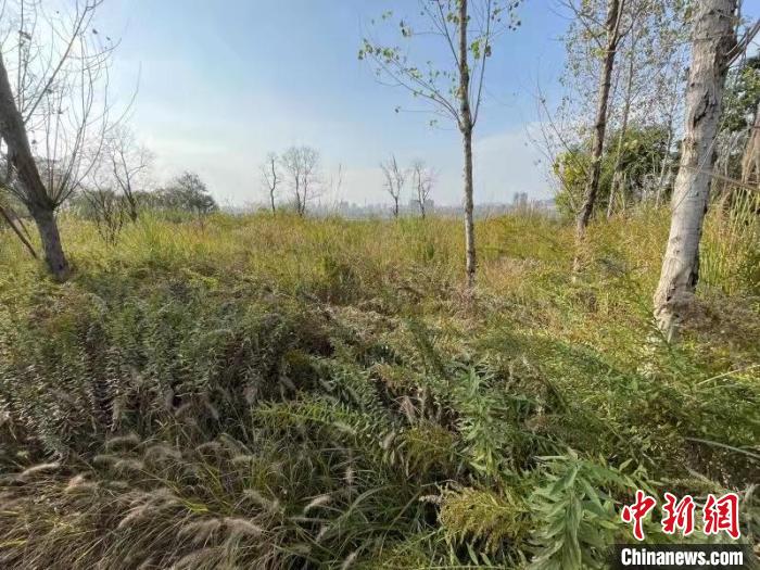 發(fā)現(xiàn)的加拿大一枝黃花?！畈?攝