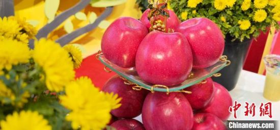 2021年10月15日，中國蘋果首屆產(chǎn)銷峰會暨甘肅平?jīng)龉焚Q(mào)易大會在平?jīng)鍪徐o寧縣開幕。(資料圖) 魏建軍 攝