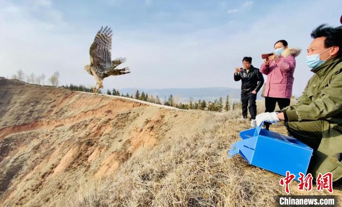 青海：救助、放歸四只國(guó)家二級(jí)保護(hù)野生動(dòng)物