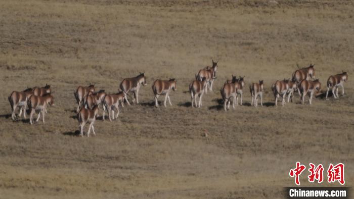 圖為草地上的西藏野驢?！“簿S斌 攝