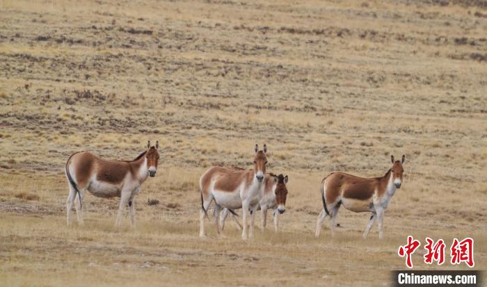 圖為草地上的西藏野驢?！“簿S斌 攝