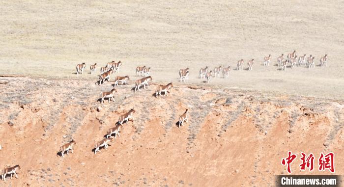 圖為西藏野驢奔跑在山間。　武雪峰 攝