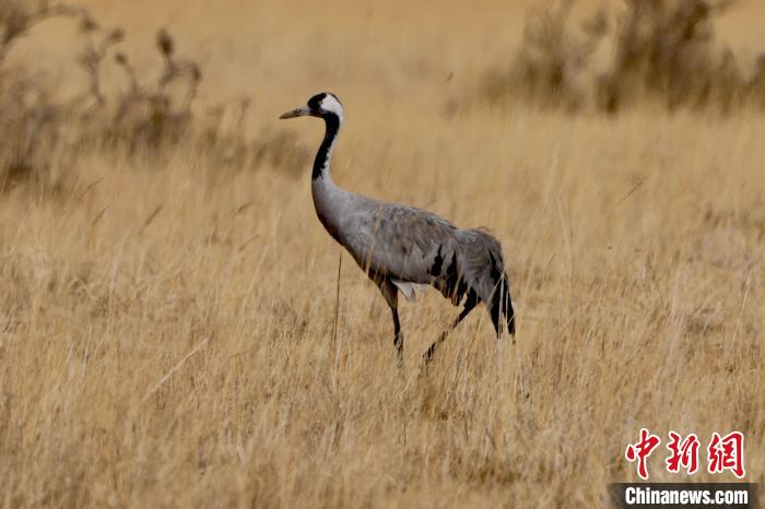 圖為灰鶴在青海海西蒙古族藏族自治州都蘭縣巴隆地區(qū)“閑庭漫步”。　 松太加 攝