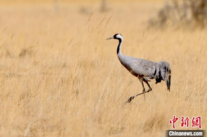 圖為灰鶴在青海海西蒙古族藏族自治州都蘭縣巴隆地區(qū)“閑庭漫步”?！?松太加 攝